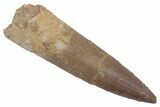 Fossil Plesiosaur (Zarafasaura) Tooth - Morocco #215847-1